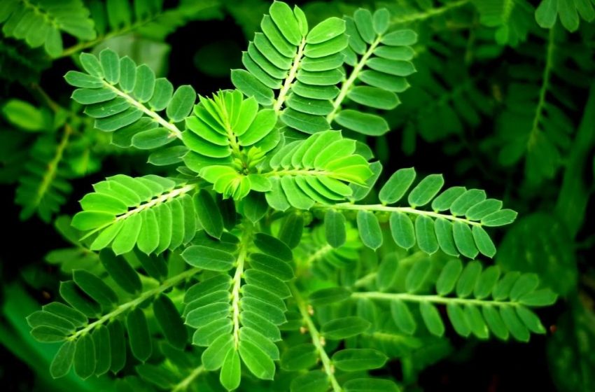 Cây chó đẻ và những lợi ích chữa bệnh không ngờ đến