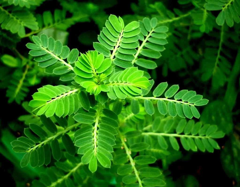 Công dụng tuyệt vời của cây chó đẻ Với đặc tính ưa ánh sáng và đất ẩm, phân bố lại rộng rãi cây chó đẻ thường mọc dại trên khắp miền quê Việt Nam. Dễ bị lẫn với cỏ hoang nếu bạn không quan sát kỹ. Thân cây nhỏ bé nhưng công dụng chữa bệnh cực tốt của nó lại ít được ai biết đến. Cây chó đẻ răng cưa là vị thuốc có vị đắng, nhưng tính mát. Có câu "Thuốc đắng dã tật" quả không sai. Toàn bộ thân, lá, trừ phần rễ đều được tận dụng tối ưu. Dưới đây là một số những tác dụng mà cây Diệp Hạ Châu mang đến cho sức khỏe con người: Là một bài thuốc tiêu độc, sát trùng, tiêu viêm, tán ứ, thông huyết mạch và lợi tiểu. Dùng được cho cả phía ngoài bề mặt da như trị mụn nhọt, đinh râu, hay chữa rắn cắn.  Ngoài ra, còn dùng để hạ sốt, lợi tiểu, đái tháo đường, u xơ tuyến tiền liệt, viêm âm đạo, viêm đại tràng. Đặc biệt với khả năng tuyệt vời ấy còn chữa cả bệnh viêm gan vàng da. Được nghiên cứu và chỉ ra rằng, cây chó đẻ có tác dụng ức chế mạnh HBV - DNA, cản trở không cho virus vào được ADN con người. Từ đó không nhân lên được và bị đào thải. Những bài thuốc hay ho mà cây Diệp Hạ Châu mang lại Ngoài những công dụng trên, cây chó đẻ còn thường được dùng phối hợp với nhiều vị thuốc khác nhau. Dưới đây là một số bài thuốc được làm từ cây Diệp Hạ Châu: Chữa viêm gan vàng da: 40 gam cây Diệp Hạ Châu răng cưa + 12g mã đề + 12g chí tử + nhân trần 16g. Sắc tất cả những nguyên liệu trên với nhau. Mỗi ngày 1 thang thuốc, và uống liên tục trong 1 tháng để nhận thấy rõ kết quả. Chữa mụn nhọt sưng đau: dùng một nắm cây chó đẻ răng cưa giã nhuyễn với ít muối. Tiếp đến cho ít nước sôi, trộn đều và vắt lấy nước cốt uống. Bã còn lại thì đắp vào chỗ đau. Chữa tưa lưỡi ở trẻ em: Dùng một nắm cây thuốc Diệp Hạ Châu tươi giã nhuyễn, vắt lấy nước cốt và bôi vào lưỡi trẻ em. Chữa xơ gan cổ trướng: Sắc 100g cây Diệp Hạ Châu khô, đã sao vàng với nước, đến khi cô độc lại, chắt lấy nước. Lấy pha với đường uống nhiều lần trong ngày. Dùng liên tục trong 40 ngày kết hợp khẩu phần ăn hạn chế muối, tăng đạm. Chữa vết thương chảy máu: lấy nhúm cây chó đẻ giã nhuyễn với vôi và đắp lên vết thương.