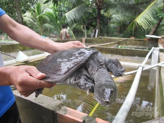 Sống khỏe nhờ nuôi ba ba