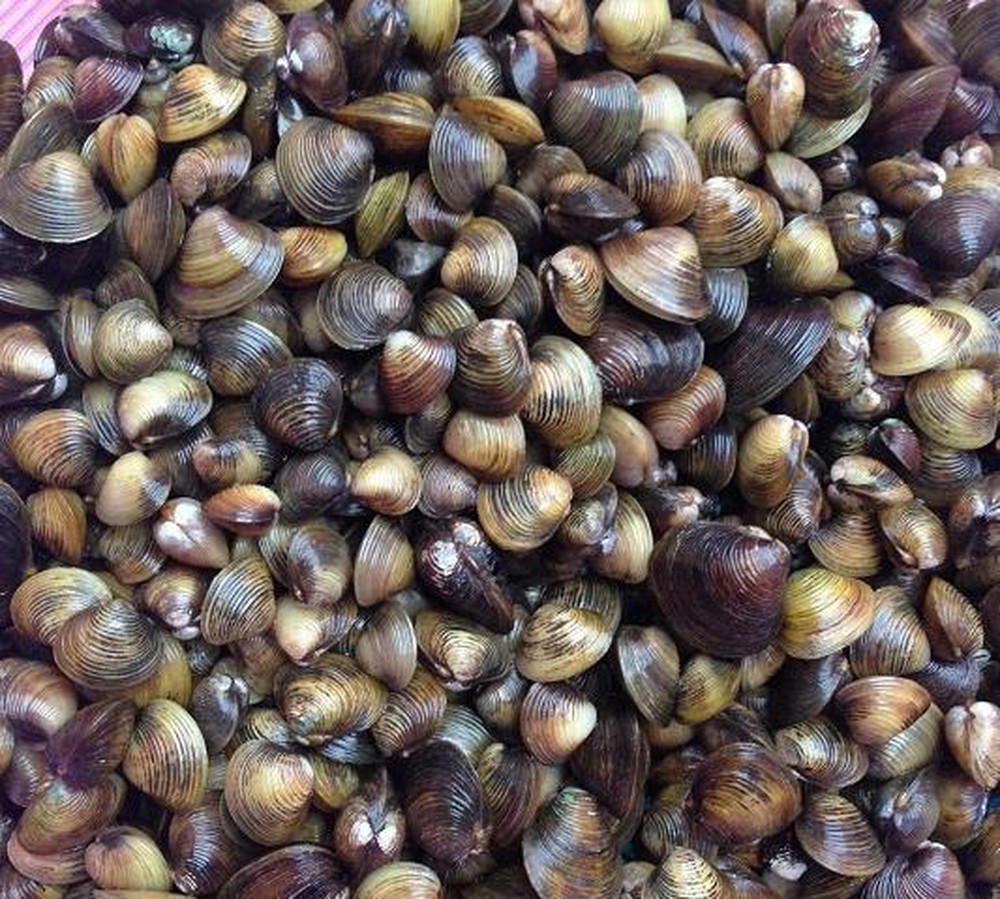 mô hình nuôi con hến