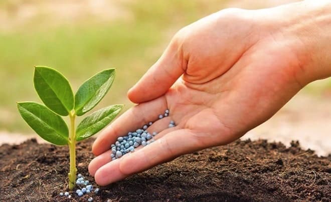 Tưới nước, vệ sinh cây, và bón phân là những công việc các bạn cần lưu ý để chăm sóc tốt và hiệu quả nhất cho cây kim tiền nhanh lớn. Nước tưới Thuộc dạng cây mọng nước, tuy vậy khả năng chịu hạn của cây lại khá kém. Một lượng nước vừa đủ để giữ ẩm đất là cây đủ phát triển tốt. Nếu như cây đặt trong nhà thì bạn nên tưới nước mỗi tuần một lần là đủ. Nếu lượng nước bị dư thừa sẽ gây ra tình trạng củ rễ bị thối. Lâu ngày dẫn đến cây sẽ bị chết. Để nước tưới thấm vào toàn bộ cây thì các bạn nên dùng bình xịt tưới lên lá, thân và gốc. Cần giảm bớt lượng nước nếu chăm cây trong phòng có máy lạnh. Cách nhận thấy cây dư thừa nước, là lá cây trắng bệch, mầm non của chồi nhú lên không được lớn và mỏng manh. Mức độ tưới nước cũng phụ thuộc vào kích thước của chậu. Một điều mà bạn cần ghi nhớ là chỉ cần tưới đủ ẩm cho đất. Tùy theo kích thước chậu để tưới nhiều hay ít. Cây kim tiền thường chết do thừa nước, chứ ít khi chết do thiếu nước. Vệ sinh lá cây Việc vệ sinh lá cây là điều khá mới mẻ, nhưng nó sẽ tốt hơn nếu bạn vệ sinh thường xuyên cho lá cây. Nó sẽ giúp cây dễ dàng quang hợp, không những vậy còn góp phần cho môi trường thêm sạch sẽ. Hướng dẫn vệ sinh: Bạn dùng khăn ướt nhẹ lau qua bụi bẩn trên lá, thân và xung quanh chậu. Đồng thười cắt bỏ lá úa vàng, nhành bị héo, hay phát triển không đẹp. Trung bình mỗi lần 1 tuần. Cách trồng cây kim tiền và bón phân đúng lúc Với cây trồng thường để trong gia đình, trong văn phòng nếu như thiếu dinh dưỡng cây đều có hiện tượng vàng lá, rụng lá và héo dần. Lúc này, bạn cần quan tâm đến điều kiện ánh sáng, chế độ nước và quan tâm thêm chế độ dinh dưỡng cho cây. 2 - 3 tháng bón phân cho cây 1 lần. Phân có thể mua tại các cửa hàng bán cây cảnh, loại dành riêng cho cây phát tài. Bón quanh gốc cây, cách gốc khoảng 10 - 15cm.