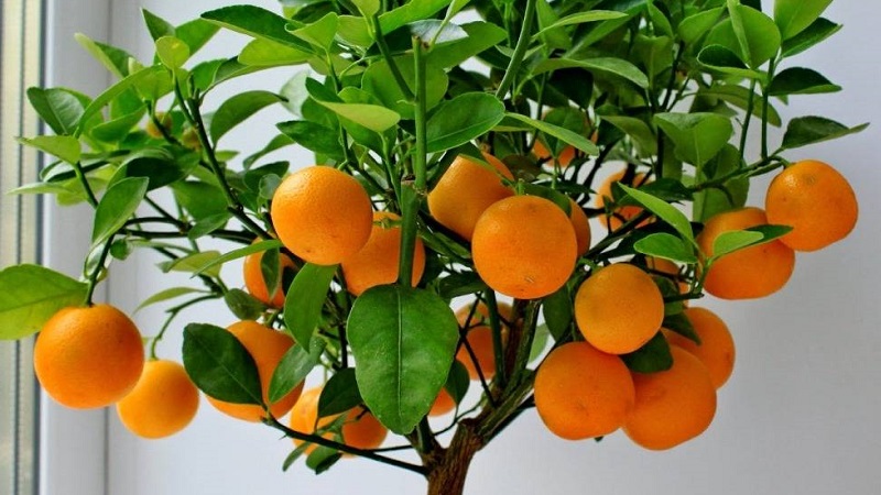  Cách trồng cam bằng hạt tại nhà tăng năng suất cao