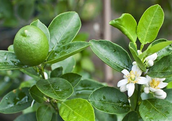 Chú ý đặt cây ở nơi có nhiều ánh sáng, thoáng mát và tưới đủ nước cho cây. Nên tưới lượng nước vừa phải vì khi tưới quá nhiều thì cây sẽ bị ngập úng. Đừng để cỏ dại mọc xung quanh cây, hãy dọn cỏ thường xuyên. Đừng quên tỉa cành cho cây để cây tập trung chất dinh dưỡng nuôi quả. Bên cạnh đó, nên bón phân thường xuyên để thúc đẩy cây phát triển và cho quả tốt Các loại bệnh cây thường gặp và cách phòng trừ Cùng thuộc dòng họ gần với các loại quả như cam, bưởi, quýt nên đối tượng sâu bệnh tấn công sẽ giống nhau. Đại khái là các bệnh như: Bệnh ghẻ, bệnh thán thư, rệp sáp, thối gốc chảy nhựa,...Do tính chất cây mẫn cảm với các chất hóa học. Nên bà con không sử dụng thuốc BVTV nhé! Phòng trừ bằng cách tạo môi trường thông thoáng, bón phân hữu ích để cây có cơ chế đối kháng với những loại sâu bệnh gây hại.
