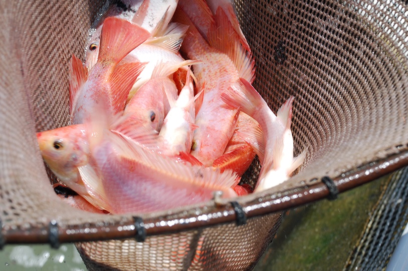 Mô hình nuôi cá hồng mỹ đem lại lợi nhuận khủng nhất năm nay