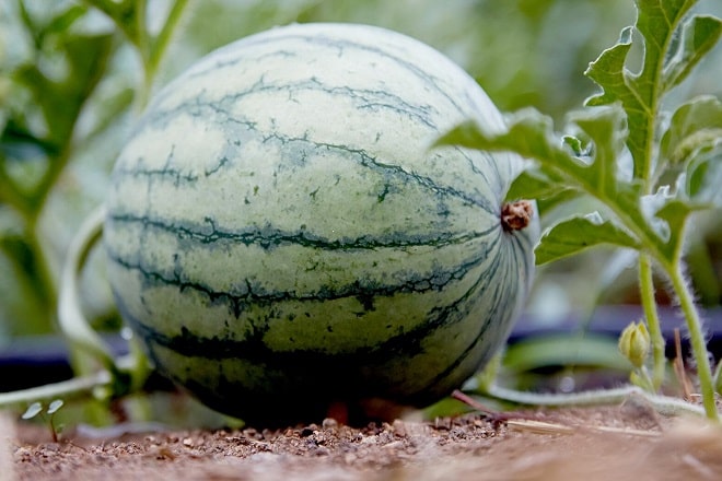  Cách trồng dưa hấu bằng hạt bạn đã thử qua chưa