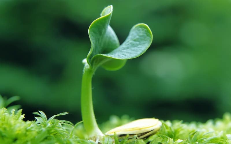 Sản xuất giống cây trồng và những điều bạn không nên bỏ lỡ