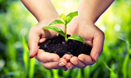 Đối với phương pháp sản xuất giống hiện nay. Ta thường dùng hai cách chính để sản xuất là nhân giống hữu tính (gieo trồng bằng hạt) và nhân giống vô tính. Mỗi phương pháp đều có những ưu điểm và nhược điểm khác nhau, quy trình khác nhau. Nên việc lựa chọn phương pháp nào để áp dụng cho loại cây nào phù hợp cũng dựa vào đặc điểm riêng biệt của hai phương pháp ấy. Quy trình sản xuất giống cây trồng Để tìm hiểu sâu và rõ hơn về cách thức nhân giống hiện nay. Mời các bạn cùng tìm hiểu về phương nhân giống hữu tính và vô tính nhé: Phương pháp nhân giống hữu tính (nhân giống cây bằng hạt): Phương pháp nhân giống hữu tính là hình thức gieo hạt để được thế hệ sau. Đây là phương pháp đơn giản, dễ thực hiện. Phương pháp này thường được áp dùng khi cần gieo trồng với số lượng nhiều, không tốn kém nhiều thời gian và công sức. Sản xuất giống cây trồng bằng hạt được tiến hành qua bốn năm: Năm thứ nhất: gieo trồng hạt giống đã được phục tráng, chọn cây ưu tú, có đặc tính tốt. Năm thứ hai: hạt của cây ưu tú được gieo thành từng dòng. Chọn các dòng đúng giống, thu hoạch hạt. Những hạt này là hạt siêu nguyên chủng. Năm thứ ba: nhân giống từ siêu nguyên chủng thành giống nguyên chủng. Năm thứ tư: sản xuất hạt giống đại trà xác nhận từ giống nguyên chủng Ưu điểm: Hệ số nhân giống cao Tuổi thọ của cây trồng bằng hạt thường cao hơn bình thường Kỹ thuật đơn giản và dễ làm Chi phí lao động thấp nên giá thành cây con thấp Cây trồng bằng hạt có tính thích ứng mạnh với các điều kiện ngoại cảnh, có thể gieo trồng hàng loạt Nhược điểm: Cây trồng từ hạt thường không giữ được những đặc tính tốt từ cây mẹ Thu hoạch muộn hơn Cây trồng từ hạt thường có thân tán cao, gây khó khăn trong việc chăm sóc và thu hoạch Dựa vào những đặc tính trên của nhân giống hữu tính mà phương pháp này chỉ sử dụng trong một số trường hợp: Gieo hạt lấy cây làm gốc ghép. Sử dụng gieo hạt đối với những cây ăn quả chưa có phương pháp khác tốt hơn. Dùng trong công tác lai tạo chọn lọc giống. Phương pháp nhân giống vô tính: Nhân giống vô tính là từ một phần sinh dưỡng của các cơ quan như rễ, thân, lá,.. dùng phương pháp nuôi nhân tạo để mọc ra cây mới. Ưu điểm: Giữ được những đặc tính của bố mẹ Ra hoa sớm hơn Nhược điểm: Rễ cây con kém phát triển hơn Tính thích ứng và sức sống không mạnh nên không thể gieo trồng hàng loạt Đối với sản xuất giống cây trồng bằng phương pháp nhân giống vô tính thì sẽ có nhiều cách như: Giâm cành: Từ một đoạn cành cắt rời khỏi cây mẹ, đem cắm vào cát ấm. Sau một khoảng thời gian từ cành giâm ra rễ và phát triển thành cây con. Chiết cành: Bóc 1 khoảnh vỏ bên ngoài cành, dùng đất hoặc rễ lục bình bó lại. Sau một khoảng thời gian vị trí bó ra rễ, cắt khỏi cấy mẹ trồng xuống đất. Ghép mắt, ghép cành: Lấy mắt ghép (hoặc cành ghép) ghép vào cây khác (gốc ghép)