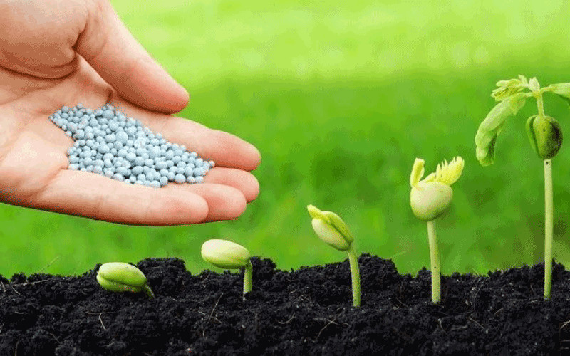 Ngày nay, trong nền nông nghiệp hiện đại phương pháp sản xuất giống cây trồng ngày càng được cải tiến. Tạo ra được những hạt giống có khả năng vượt trội hơn so với những giống cũ. Để duy trì tốt, củng cố độ thuần chủng, sức sống và tính trạng điển hình của giống. Vì vậy mà phương pháp sản xuất giống cây đã đem đến nhiều lợi ích cho người nông dân. Sau nhiều lần đã qua lựa chọn kỹ càng thì tỷ lệ hạt nảy mầm đều và rất cao. Đạt hiệu quả, chất lượng tốt; cho ra năng suất khủng và có khả năng kháng bệnh,..