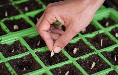 Đối với những người chưa có nhiều kinh nghiệm trong lĩnh vực trồng cây thì đừng quá lo lắng. Vì cách trồng cây bằng hạt là phương pháp dễ thực hiện, không đòi hỏi nhiều kỹ năng.