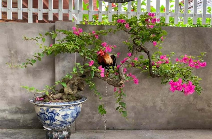Cách trồng cây hoa giấy ra hoa đẹp quanh năm