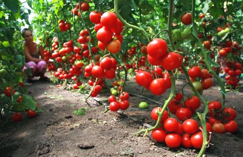  Mách bạn cách trồng cây cà chua dễ thực hiện tại nhà