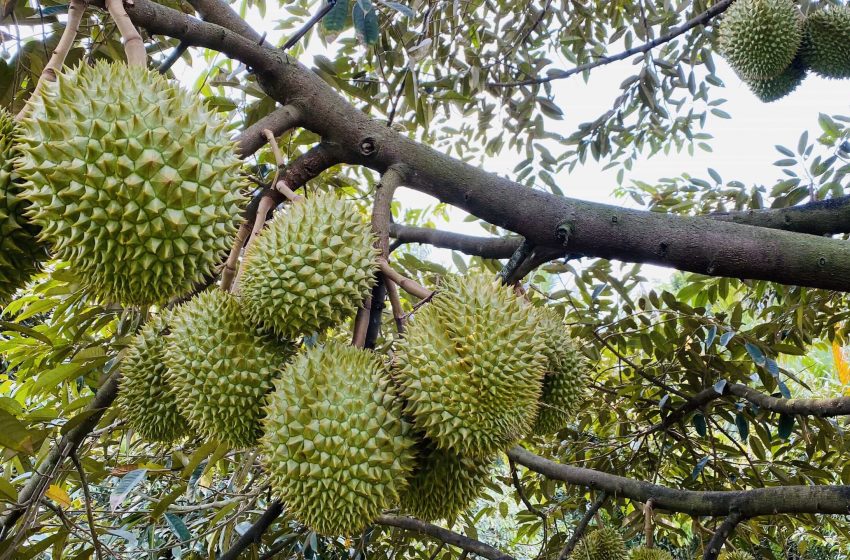 Bật mí cách trồng cây sầu riêng đạt hiệu quả năng suất cao