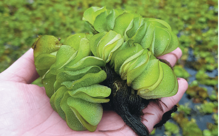 Những kỹ thuật cần áp dụng trong mô hình bèo tai chuột