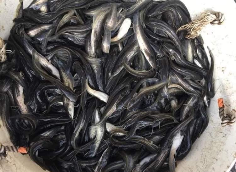 Chọn giống và thả giống của mô hình cá nheo Mỹ đạt chuẩn