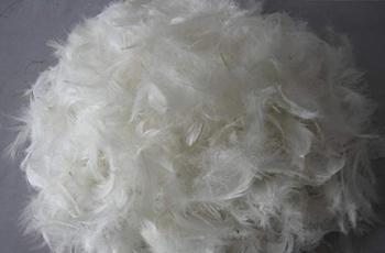 Bột lông vũ và những điều bạn chưa biết!