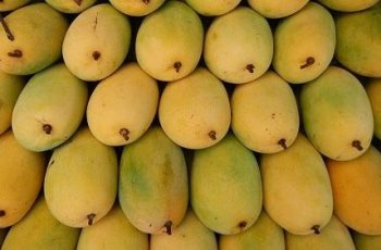 Cập nhật tin tức ngày 08/06: Giá xoài cát Hòa Lộc hôm nay